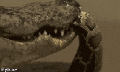Video: Từ kẻ săn mồi, trăn gấm hoá thức ăn của cá sấu vì dám chọc giận “chủ nhà”