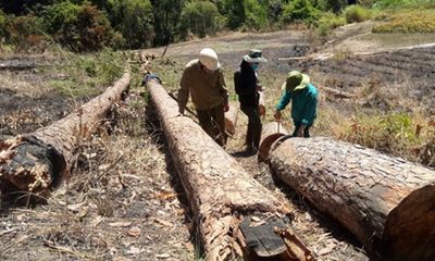 Bắt quả tang nhóm đối tượng phá rừng nội ô Đà Lạt