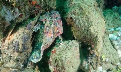 Video: Bầy cá mặt quỷ phô diễn khả năng tàng hình “thần sầu” dưới đáy đại dương
