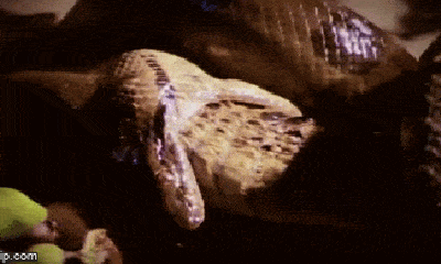 Video: Đụng độ trăn gấm, cá sấu Nam Mỹ bị 