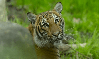 Mỹ: Sở thú New York xác nhận một con hổ cái bị nhiễm Covid-19