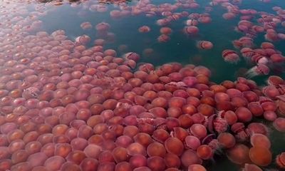 Video: “Tập đoàn” sứa hồng khổng lồ bất ngờ phủ đầy mặt biển