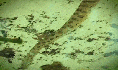 Video: Lang thang trong đầm lầy, cá sấu caiman bị trăn khổng lồ hạ sát