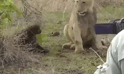 Video: Bị sư tử chơi trò 