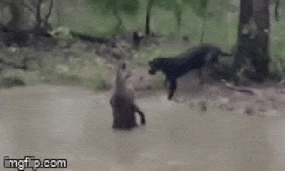 Video: Chó săn hùng hổ truy đuổi kangaroo rồi nhận kết 