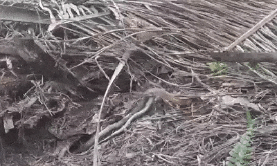 Video: Không kịp trốn vào hang sâu, hổ mang phun nọc bị rắn chúa nuốt chửng