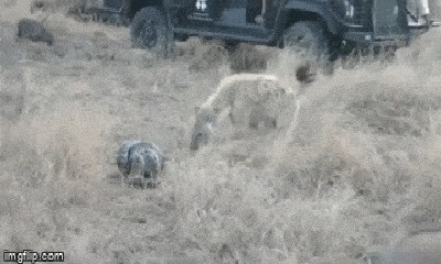 Video: Chưa kịp nuốt chửng khỉ đầu chó, trăn đá đã bị 3 linh cẩu háu đói cướp mồi