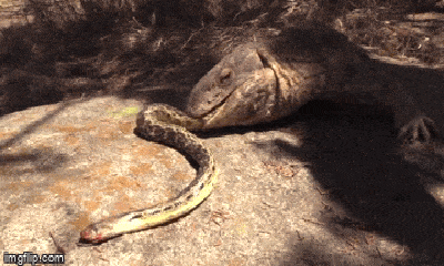 Video: Vừa nuốt chửng 2 con chuột lang, rắn đuôi chuông bị thằn lằn mổ thẳng vào đầu