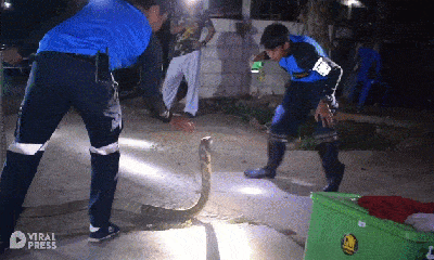 Video: Tay không bắt rắn hổ mang chúa dài gần 4 mét