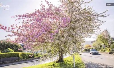 Cận cảnh cây anh đào gần 70 năm tuổi ở Anh nở hoa hai màu