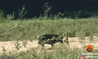 Video: Trâu rừng bất ngờ lao đến hất văng sư tử lên cao, giải cứu kỳ đà