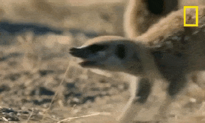 Video: Lạc vào lãnh địa của kẻ thù số 1, rắn hổ mang bị cả đàn cầy vằn châu Phi bao vây