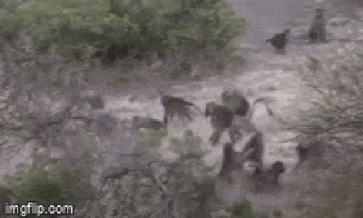 Video: Kinh hoàng cảnh đàn khỉ đầu chó hàng nghìn con ẩu đả tranh giành lãnh thổ