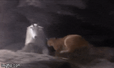 Video: Coi thường con mồi, báo sư tử bị dê núi húc túi bụi, phải chui vào hốc đá ẩn nấp