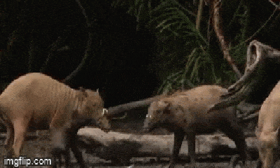 Video: Kỳ lạ loài lợn rừng Babirusa có ngà, sống tách biệt trên đảo Sulawesi