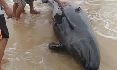 Ngư dân hò nhau đưa cá heo nặng 300 kg bị mắc cạn trở lại biển