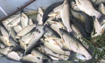 Xác định nguyên nhân hàng tấn cá chết trắng trên sông Mã