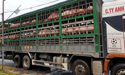 Phát hiện 2 ô tô chở 342 con lợn không rõ nguồn gốc, trị giá gần 2 tỷ đồng