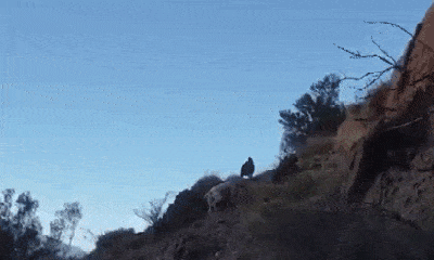 Video: Chó săn Dogo hạ gục báo sư tử, kéo tuột xuống núi