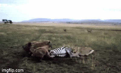Video: Vừa săn được ngựa non, sư tử bị đàn linh cẩu liều lĩnh giành mồi, đành bất lực bỏ đi