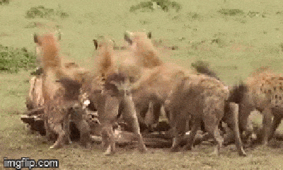 Video: Linh cẩu cướp thức ăn, cả đàn sư tử lao vào 