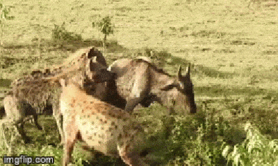 Video: Kinh hoàng cảnh linh dương đầu bò bị dàn linh cẩu hung ác cắn xé
