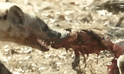 Video: Linh cầu đơn độc bị bầy kền kền đánh đuổi để cướp thức ăn