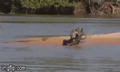 Video: Báo đốm phục kích, gạ gục cá sấu bằng nhát cắn tử thần