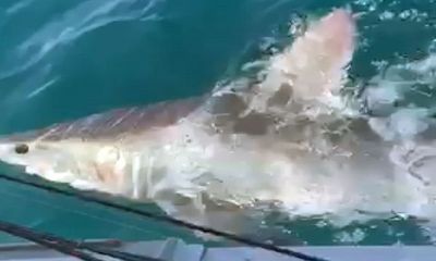Video: Cá mập 2,4 mét phục kích thuyền ngư dân ở ngoài khơi