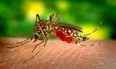 Bất ngờ phát hiện muỗi không nhiễm sốt rét là do mang vi khuẩn chống bệnh
