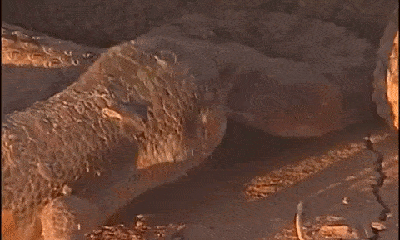 Video: Đụng độ thằn lằn ở sa mạc, rắn lục cực độc nhận cái kết thảm thương