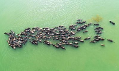 Video: Hàng trăm con trâu nối đuôi nhau vượt sông đi tìm thức ăn