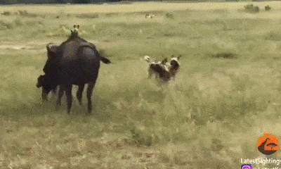 Video: Bầy chó hoang châu Phi hạ gục 5 nghé, bất chấp sức mạnh của cả đàn trâu rừng