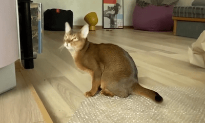 Video: Thích thú xem chú mèo mê mẩn chơi trò “nổ bong bóng”