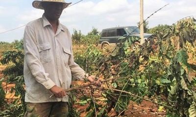 Xử lý vụ gần 2.000 cây cà phê sắp thu hoạch ở Gia Lai bị chặt hạ trong đêm