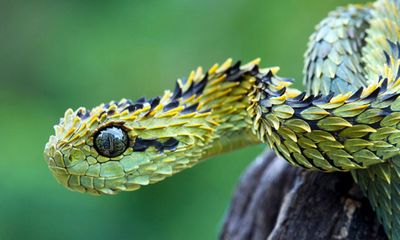 Video: Cận cảnh loài rắn có vảy nhọn hoắt, trông giống rồng một cách kỳ lạ