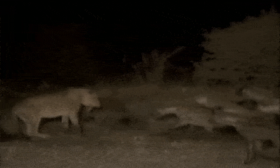 Video: Bị đàn linh cẩu tấn công như vũ bão, sư tử cái gãy cả xương hàm