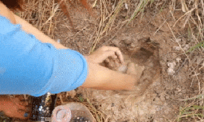 Video: Dùng rượu và nước ngọt đổ xuống đất, cô gái bất ngờ bắt được cả xô ếch