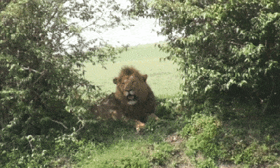 Video: Bầy linh cẩu ranh ma cướp mồi của sư tử và cái kết