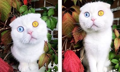 Tin tức đời sống mới nhất ngày 22/5/2020: Độc đáo chú mèo có 2 màu mắt một xanh một vàng