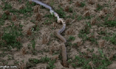 Video: Rùng mình cảnh rắn hổ mang chúa kéo bạn tình lên khỏi mặt đất, ngấu nghiến ăn thịt