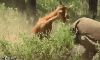 Video: Bị rồng Komodo cắn lén, dê núi nổi điên dồn kẻ săn mồi vào thế hiểm