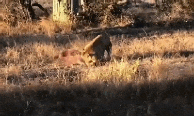 Video: Cả gan cướp mồi của sư tử, linh cẩu 