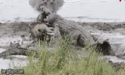 Video: Bị cá sấu kẹp đầu tưởng chết đến nơi, linh dương đầu bò bất ngờ được hà mã giải cứu