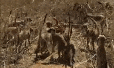Video: Bị đàn cầy Meerkat bao vây, rắn hổ mang châu Phi phùng mang trợn mắt khiến 