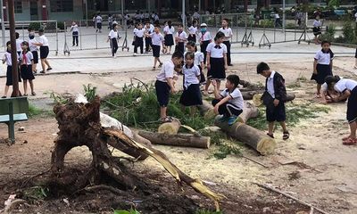 Lại thêm một cây phượng bật gốc, đổ xuống sân trường tiểu học tại Bình Dương