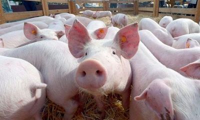 Bộ Nông nghiệp đồng ý đề xuất nhập khẩu lợn sống đẻ bình ổn giá thịt trong nước