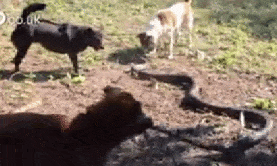 Video: 4 chó nhà lao vào cắn xé rắn hổ mang cực độc dài 2,5 mét, kết cục ra sao?