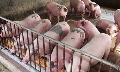 Thịt lợn hơi vụt tăng trở lại, có nơi vượt qua ngưỡng 100.000 đồng/kg