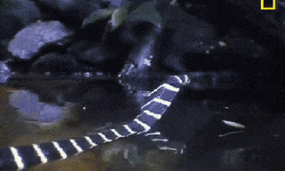 Video: Cá sấu có màn đụng độ khốc liệt với hổ mang chúa và cái kết khó tin